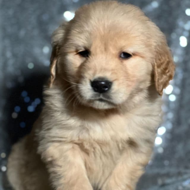Troy - Golden Retriever Male