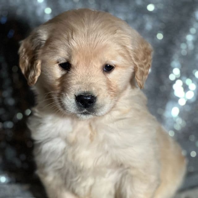 Timmy - Golden Retriever Male