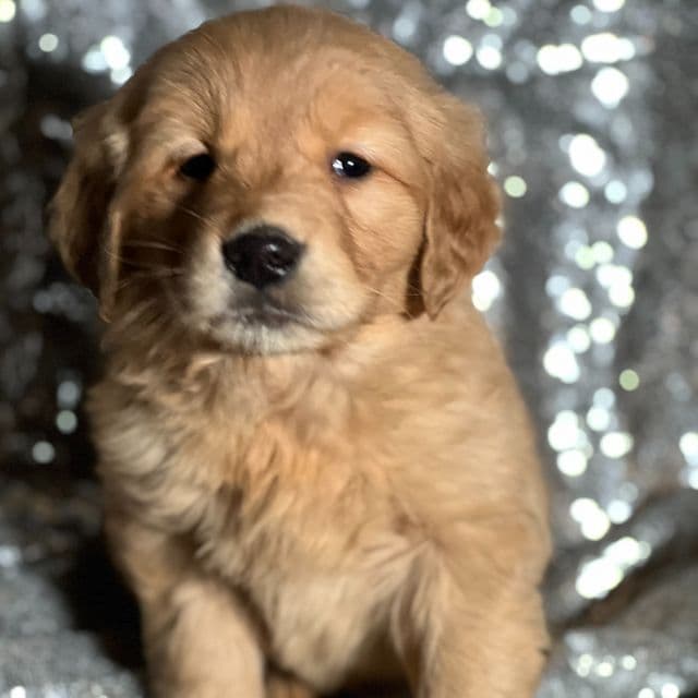 Theodore - Golden Retriever Male