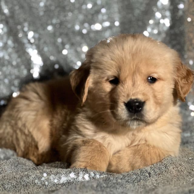 Toasty - Golden Retriever Male