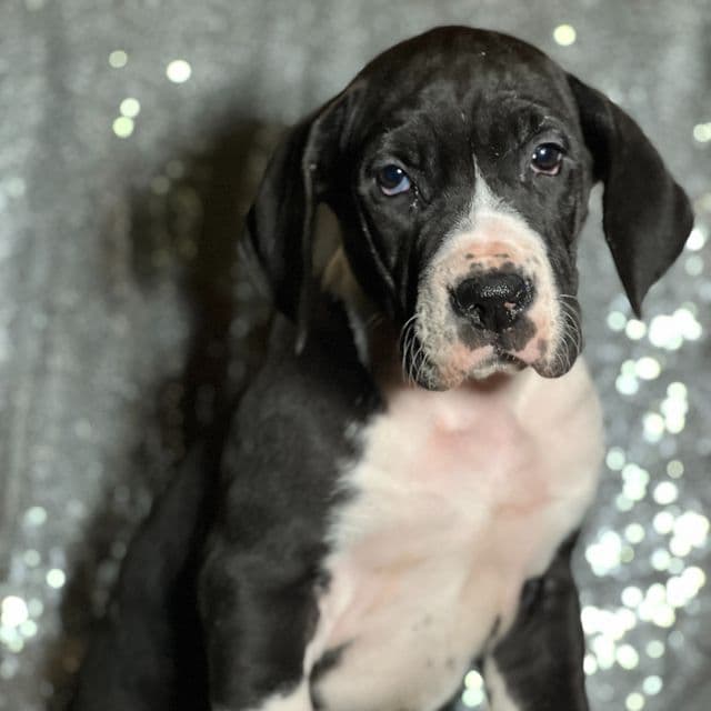 Twixie - Great Dane Female