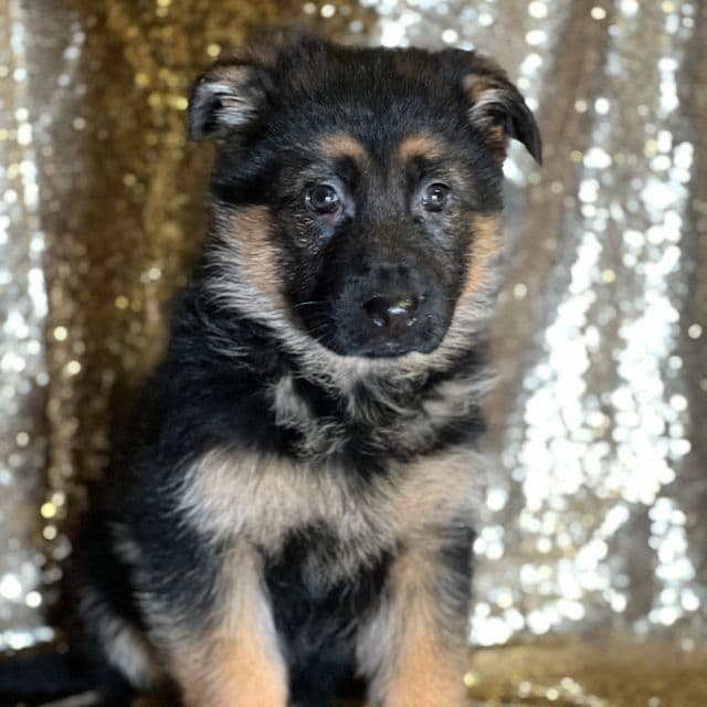 Maggie - German Shepherd Dog Female