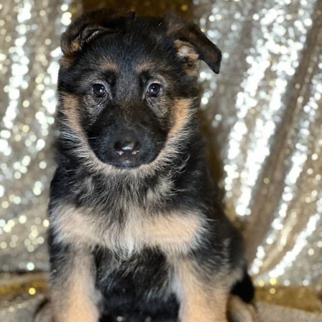 Martha - German Shepherd Dog Female