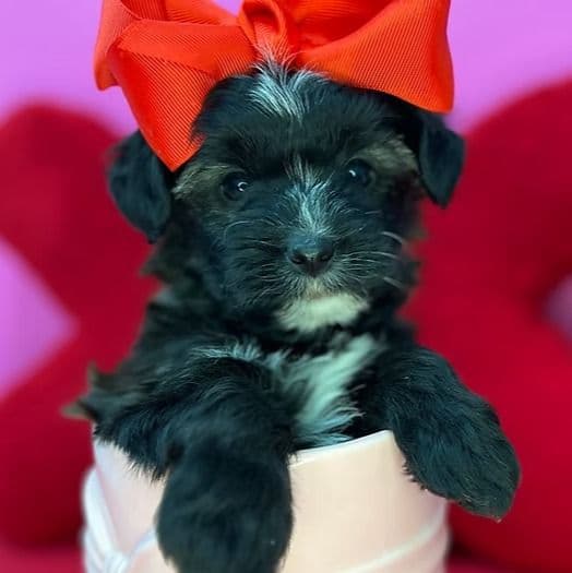 Callie - Yorkipoo Female