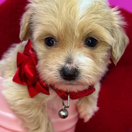 Denim - Maltipoo Male