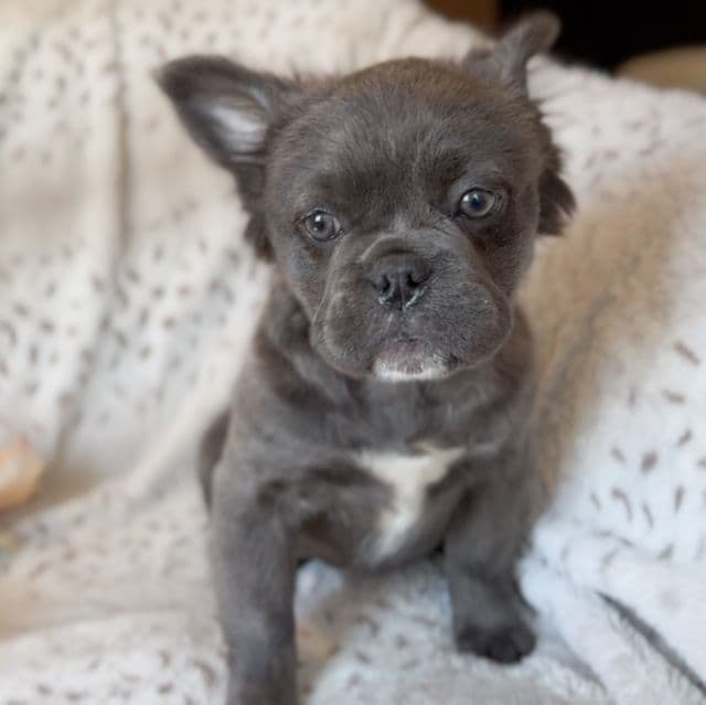 Dancer - French Bulldog Female