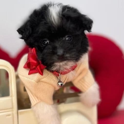 Chewey - Pomapoo Male