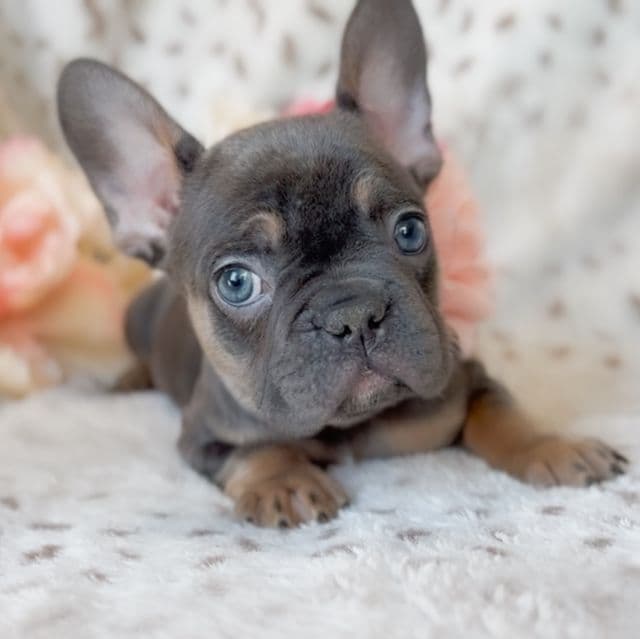 Macaroon - French Bulldog Female