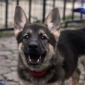 Buttercup - German Shepherd Dog Female