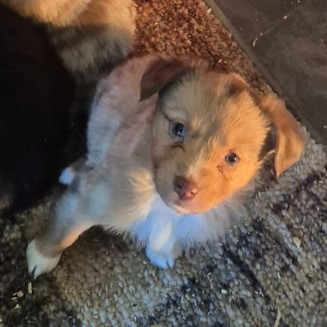 Alaska - Australian Shepherd Female