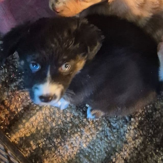 Orgeon - Australian Shepherd Female
