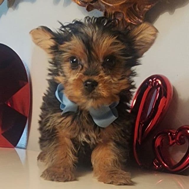 Luis - Yorkshire Terrier Male
