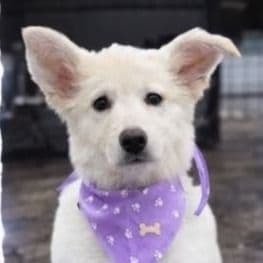 Isis - German Shepherd Dog Female