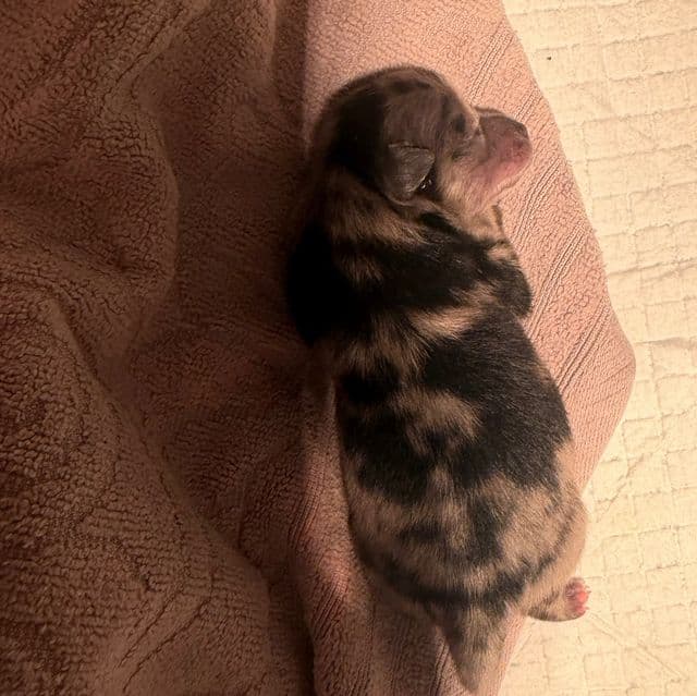 Girl1 - Pomeranian Female