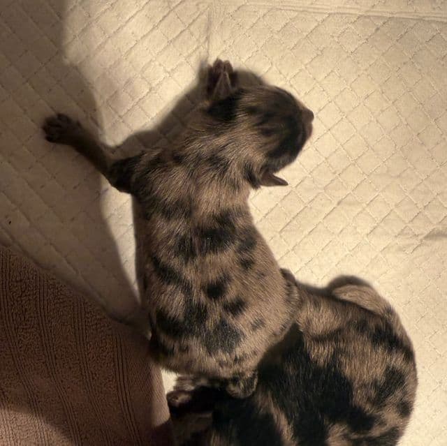  Boy 2 - Pomeranian Male