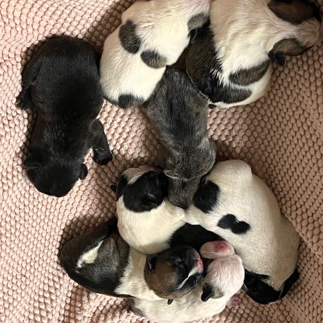 8 puppies  - French Bulldog Female