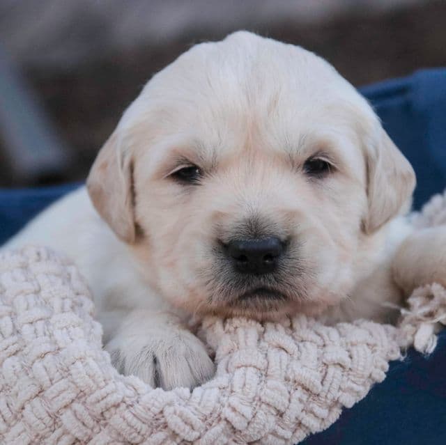 Rugby - Golden Retriever Male