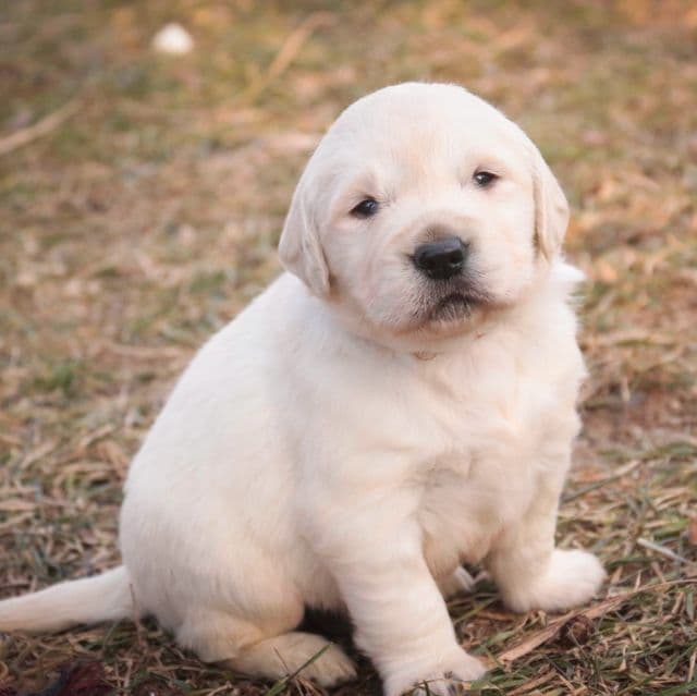 Rumble - Golden Retriever Male