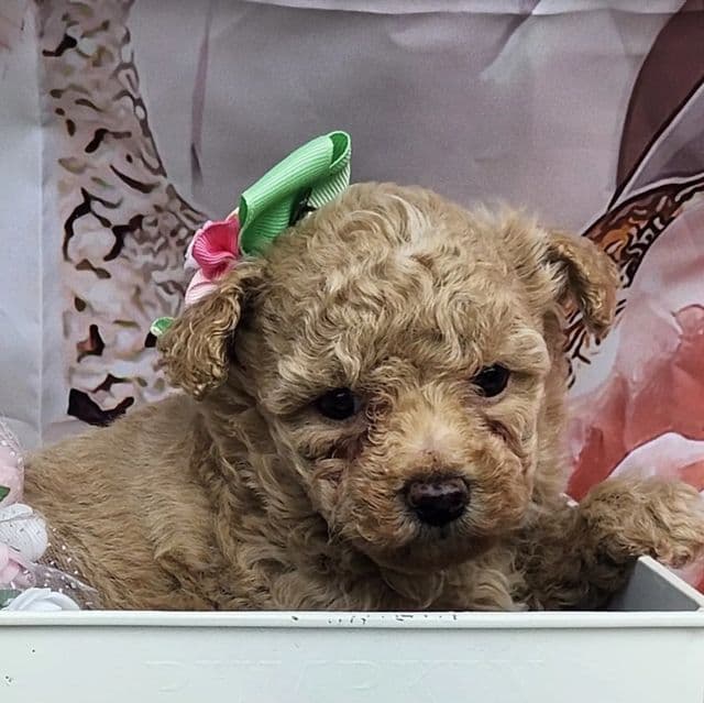 Vivi - Toy Poodle Female