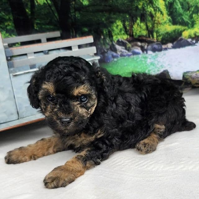 Tyson - Toy Poodle Male