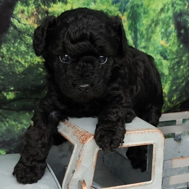 Blacky - Toy Poodle Male