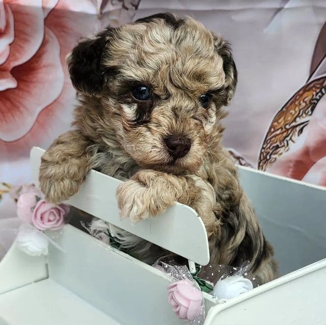 Ginny - Toy Poodle Female