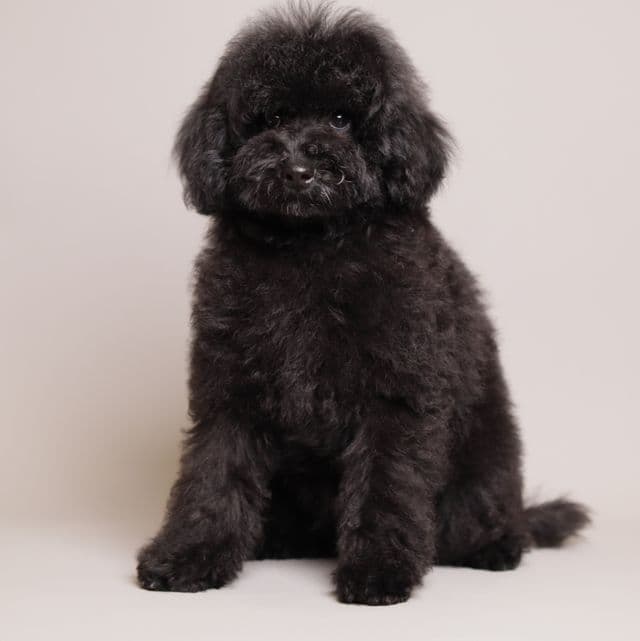 Benji - Toy Poodle Male