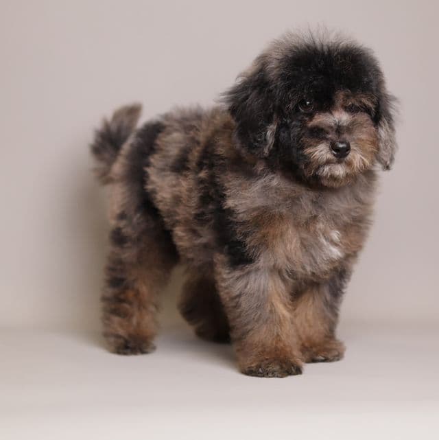 Ollie Brown merle toy poodle - Toy Poodle Male