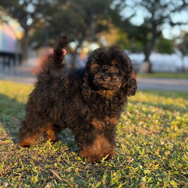 Mateo - Toy Poodle Male