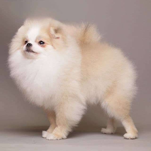 AMELIE — CREAM WHITE PARTI TEDDY BEAR POM - Pomeranian Female