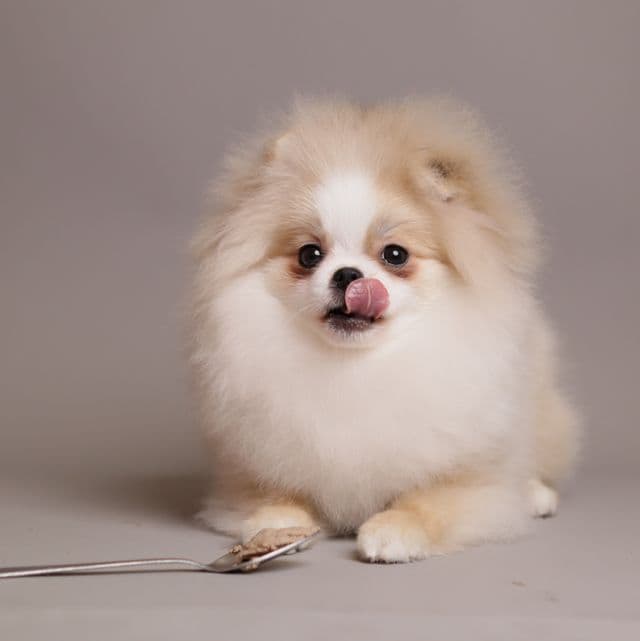 AMELIE — CREAM WHITE PARTI TEDDY BEAR POM - Pomeranian Female