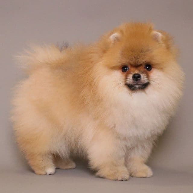 RICHARD — LIGHT ORANGE TEDDY BEAR - Pomeranian Male