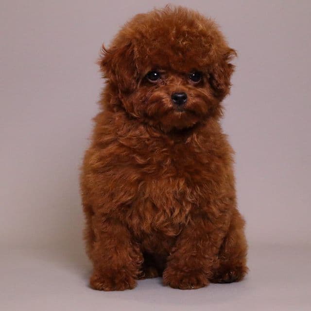 TOMACINO CHERRY RED TOY POODLE CLASSIC CHINESE TYPE - Toy Poodle Male