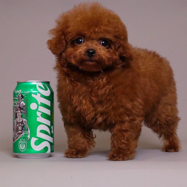 TARIX Tiny Red Toy Poodle - Toy Poodle Male
