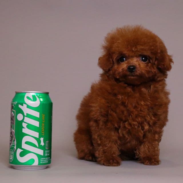 TARIX Tiny Red Toy Poodle - Toy Poodle Male