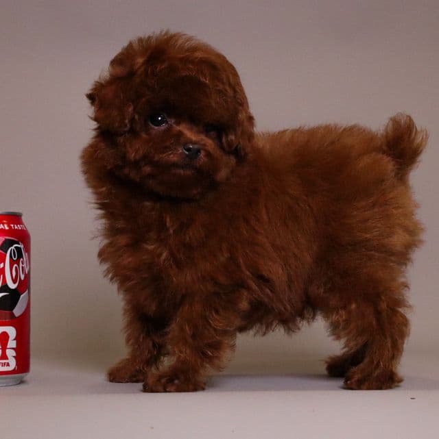 TORRENCE MAHOGANY RED TOY POODLE - Toy Poodle Male