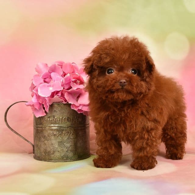 LILLY ULTRA TINY TEACUP CHERRY RED TOY - Toy Poodle Female