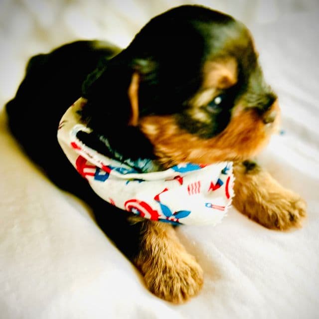 Max - Yorkshire Terrier Male