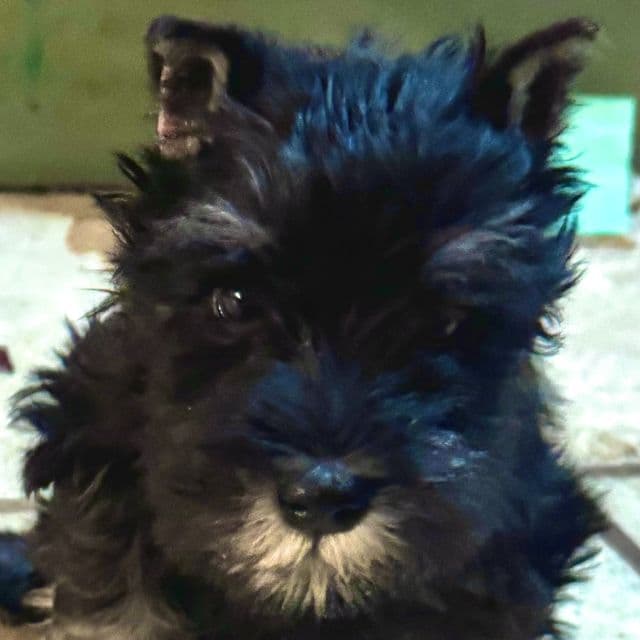 Joshua - Miniature Schnauzer Male