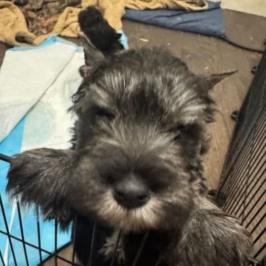 Frances - Miniature Schnauzer Male