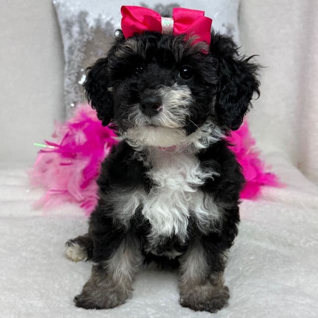 Elsa Pink Girl - Bernedoodle Female