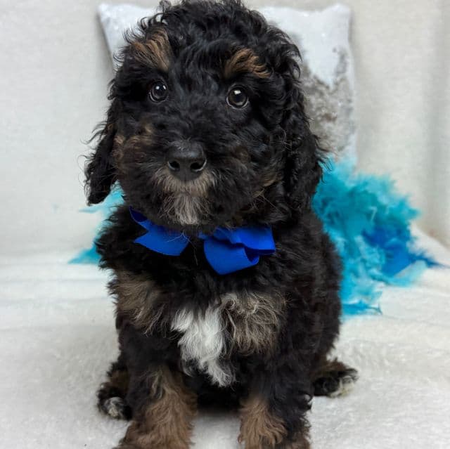 Elsa Blue Boy - Bernedoodle Male
