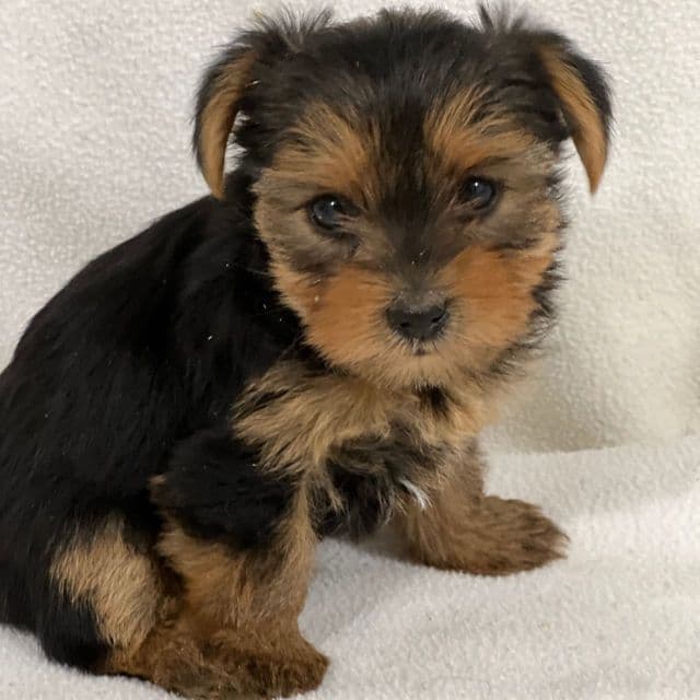 Noodle - Yorkshire Terrier Female