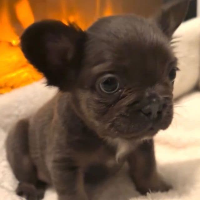 Joyce - French Bulldog Female