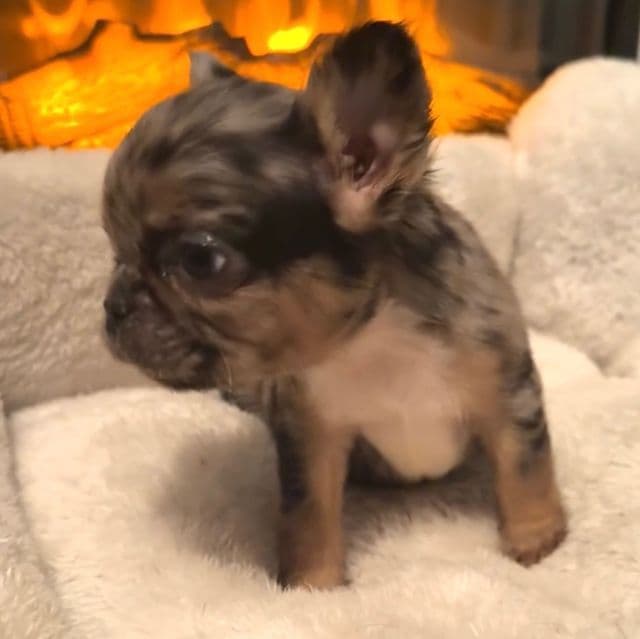 Robin - French Bulldog Female