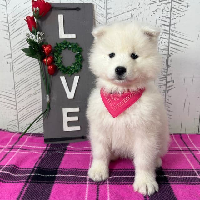 Zena - Samoyed Female
