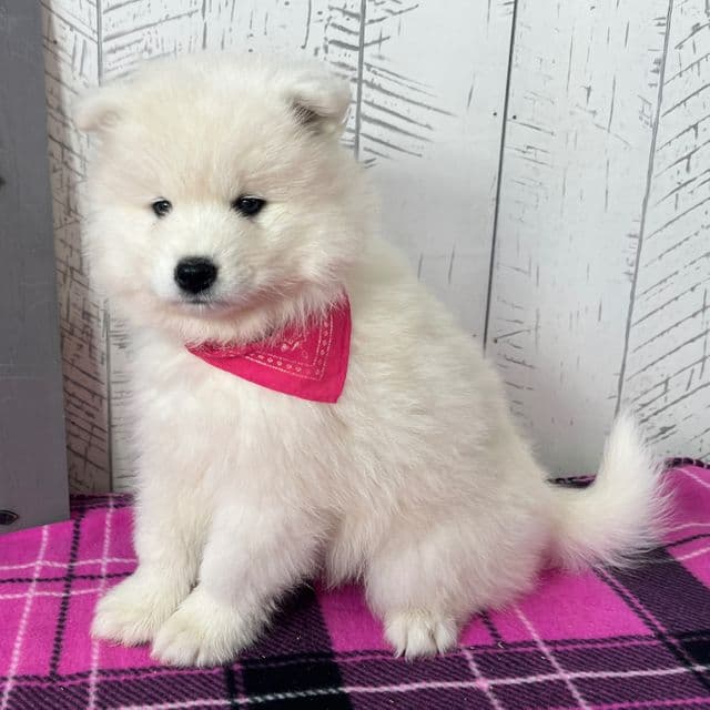 Snowflake - Samoyed Female