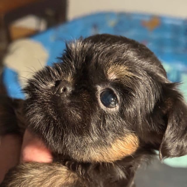 Caroline - Brussels Griffon Female