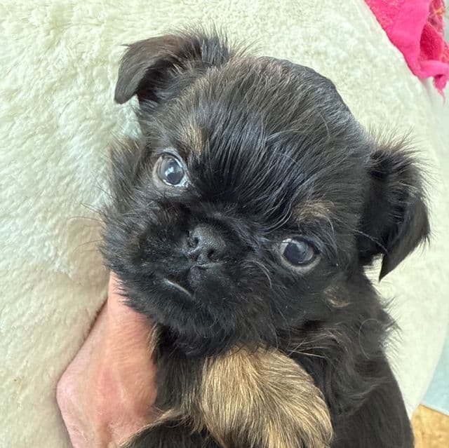 Chandler - Brussels Griffon Male