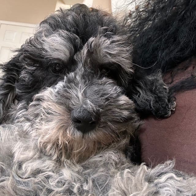 Shaggy - Toy Poodle Male